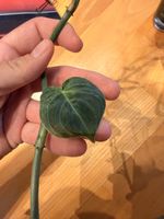 Philodendron Melanochrysum