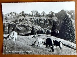 AK: Molseralp mit Churfirsten  - Kühe