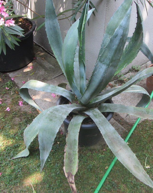 Piante & sementi: Agave 100 cm hoch – Usato da Kreuzlingen venduto da heinrich7h