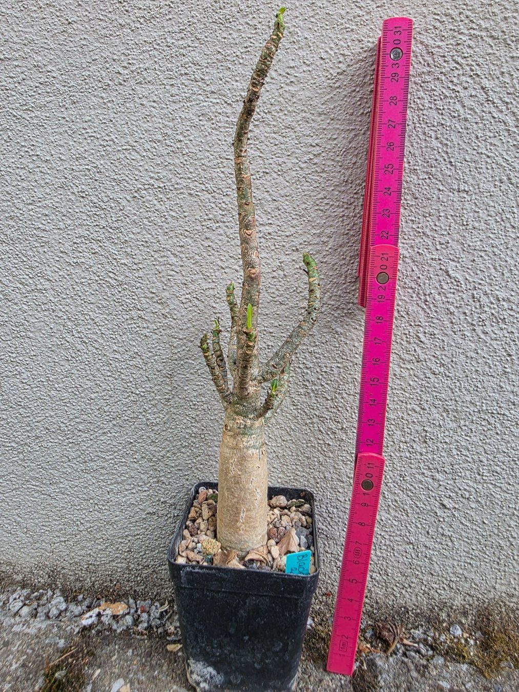 Piante & sementi: Adenium arabicum "Black Hawk" / Wüstenrose – Usato da Thalheim venduto da silvara01 1