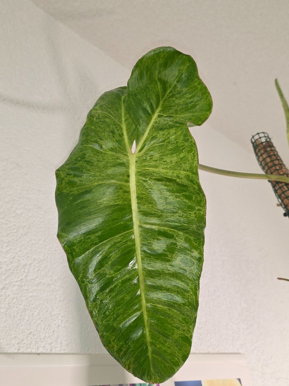 Piante & sementi: Grosser Philodendron Paraiso Verde – Nuovo (secondo la descrizione) da Gerolfingen venduto da Azora 6