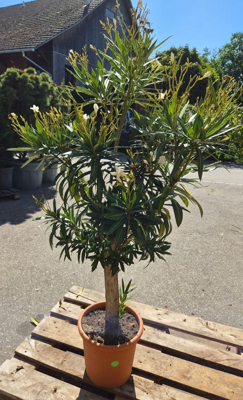 Piante & sementi: Nerium Oleander – weiss, einfach blühend – Usato da Forch venduto da WeberC