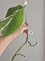 Monstera Ableger Variegata - Seltene Schönheit für Zuhause