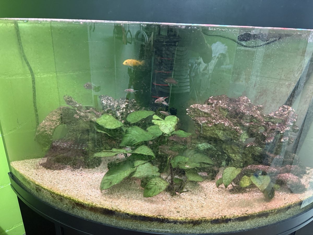 Aquarium: Eck Aquarium mit Fischen – Gebraucht aus Hettiswil von chili76 1