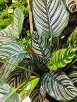 XL “CALATHEA” 70 cm Dekorative Zierpflanze