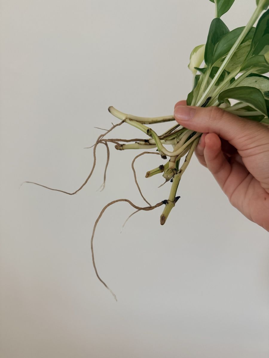 Pflanzen & Samen: Epipremnum Manjula Happy Leaf cuttings  – Neu (gemäss Beschreibung) aus Zürich von gom_zxb8 2