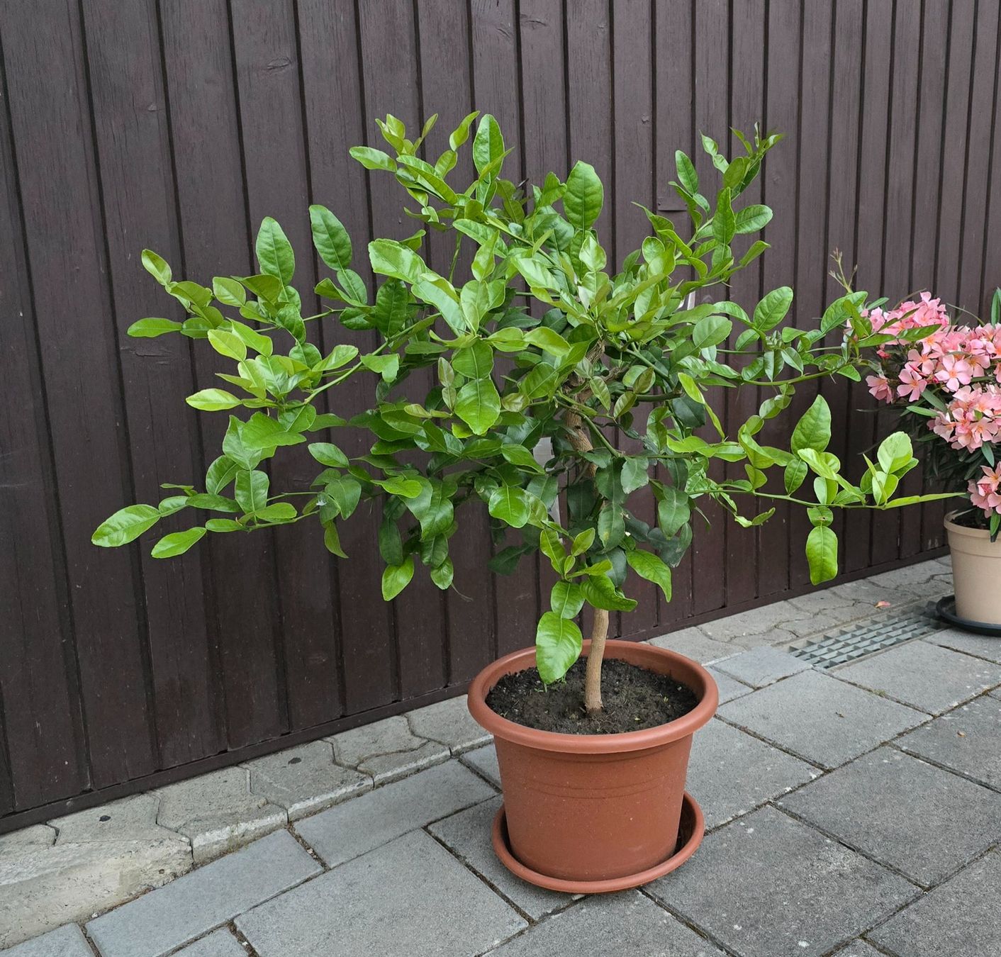 Piante & sementi: Schöne duftende Kaffir Limette – Usato da Aarburg venduto da popkorn65 4