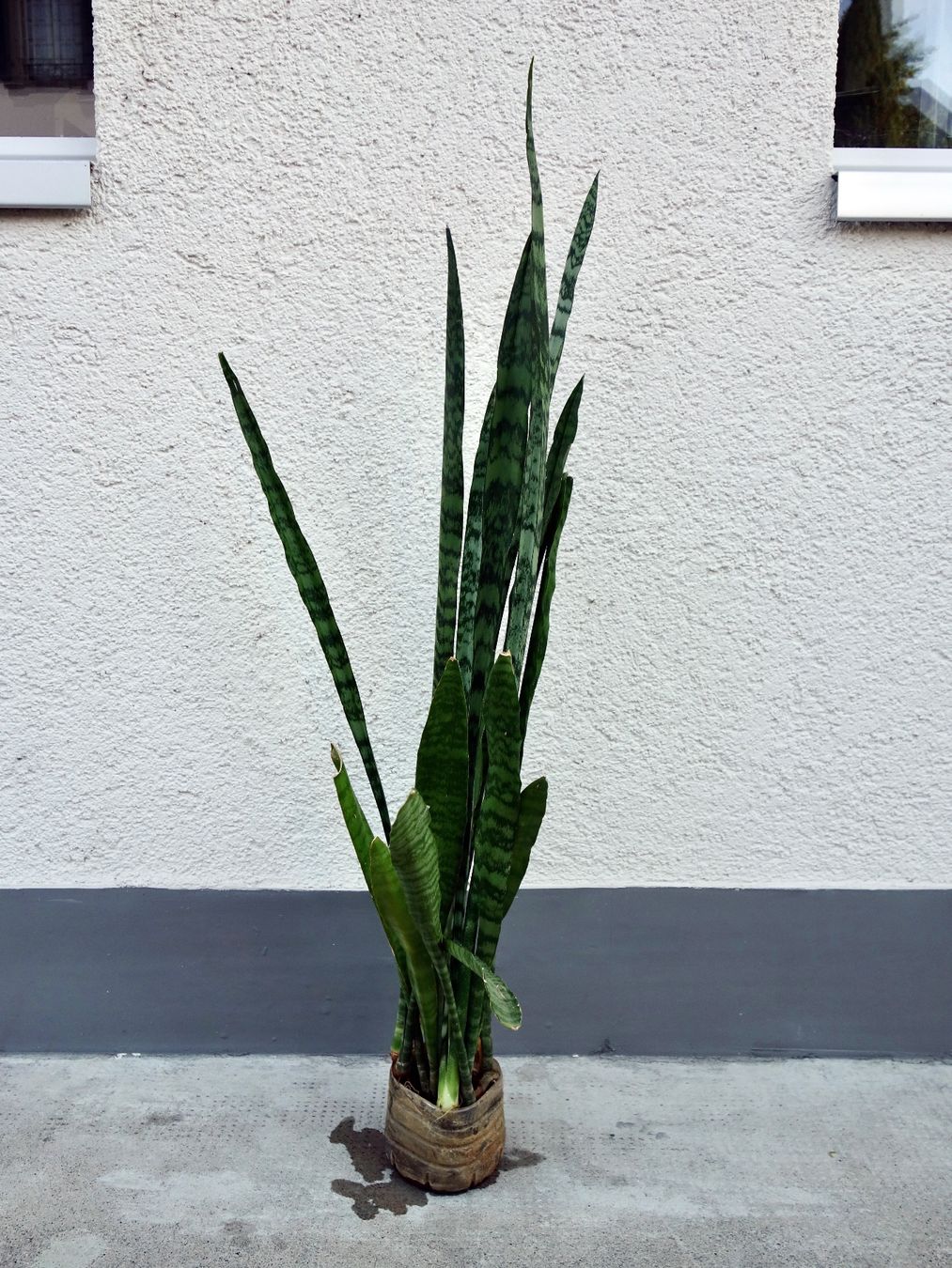 Pflanzen & Samen: Bogenhanf Sansevieria Trifasciata – Neu (gemäss Beschreibung) aus Kerzers von zimmergruen 1