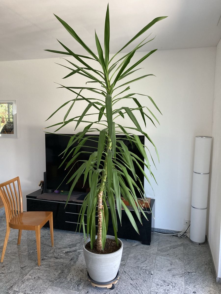 Piante & sementi: Grosse Yucca-Palme – Usato da Oberkirch LU venduto da claude_lagler 1