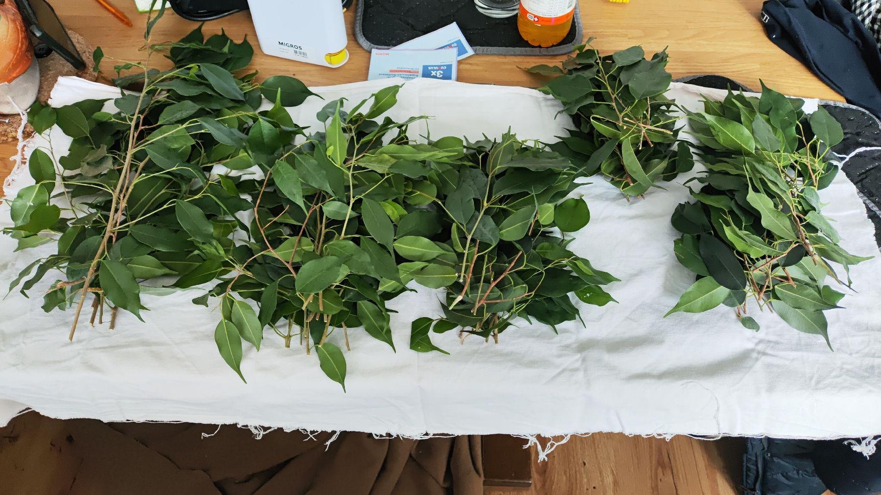 Piante & sementi: 5 Stecklinge von Ficus – Usato da Neu St. Johann venduto da Geronimo030