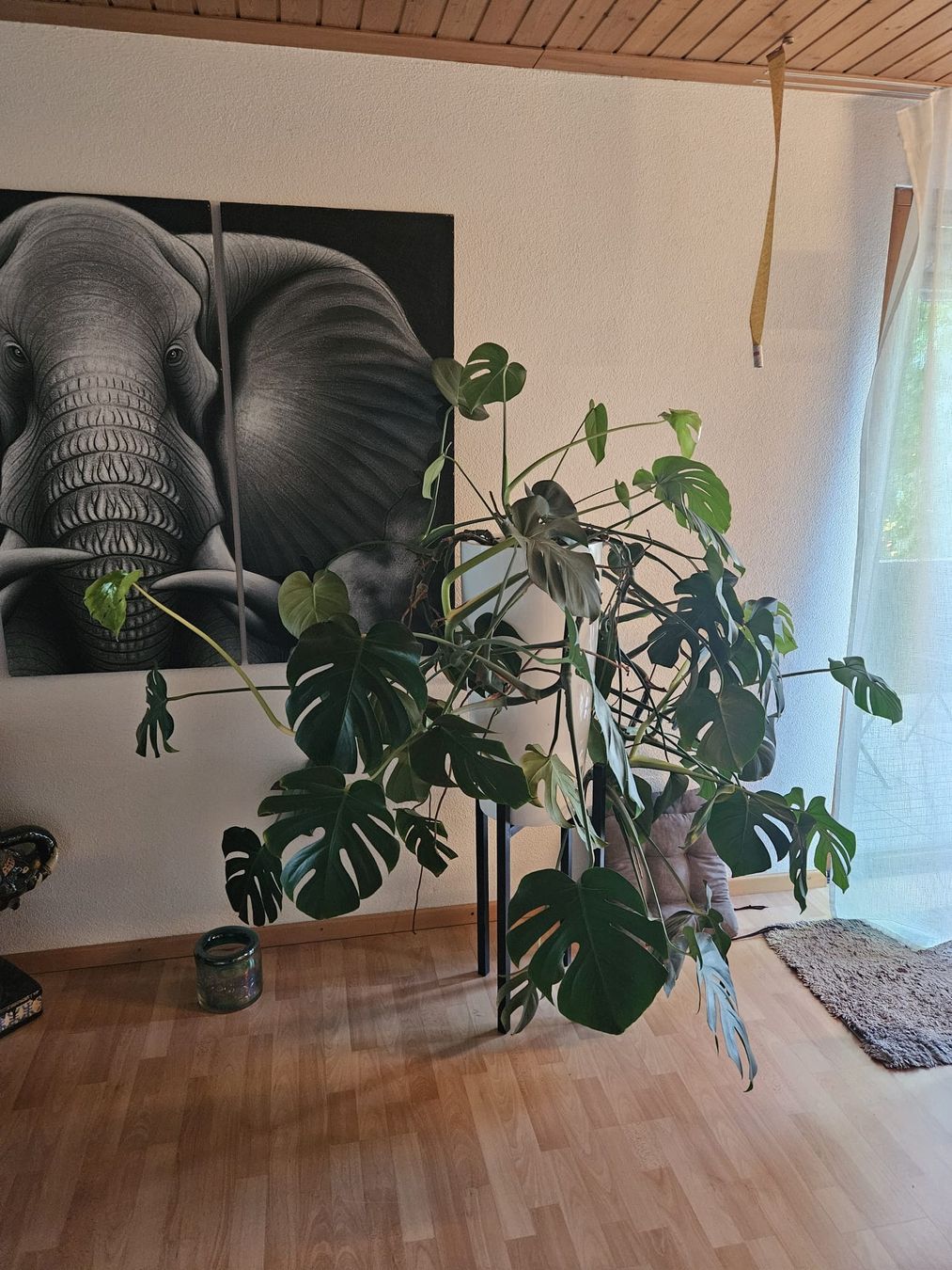 Piante & sementi: Monstera Deliciosa Zimmerpflanze gross – Usato da Birr venduto da oro2000 2