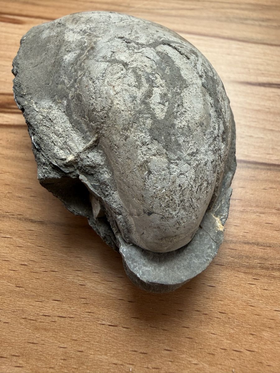 Fossili: Versteinerte Auster – Usato da Grenchen venduto da Bastet007 6