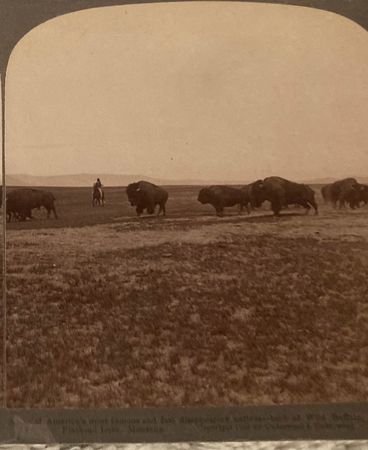 Bison-Wild Buffalo-USA-Stereofoto-Stereoskopie-Stereobild