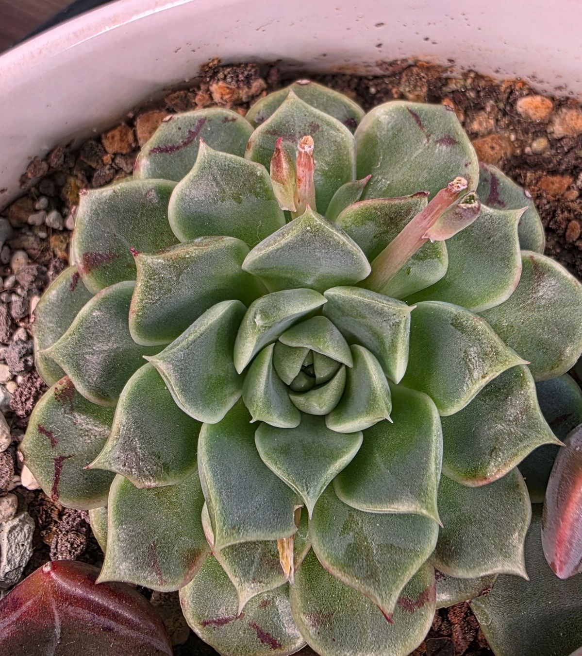 Pflanzen & Samen: Echeveria 'Z Flat' – Gebraucht aus Winterthur von jar_w2vp