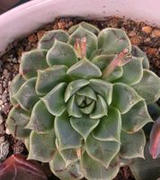 Echeveria 'Z Flat'