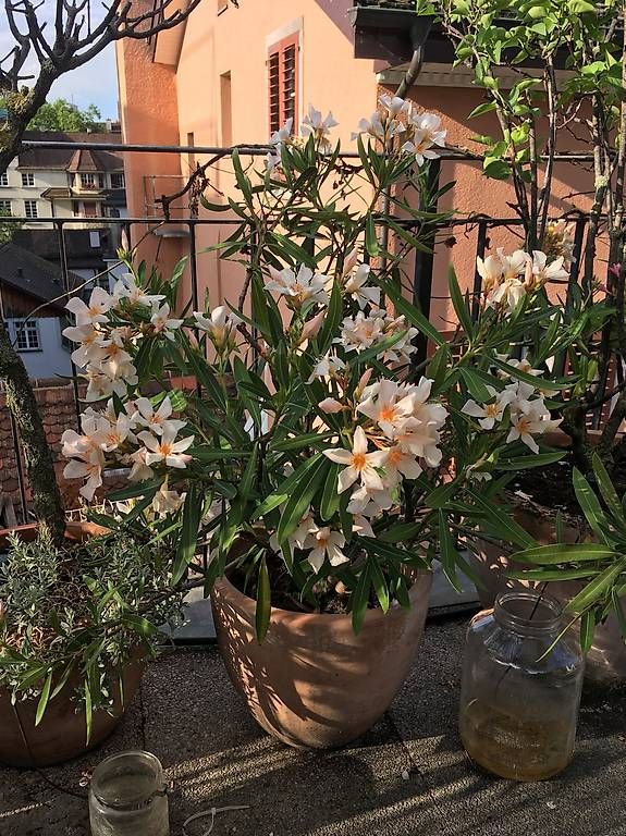 Plantes & graines: Diverse Balkonpflanzen mit Topf – D'occasion à Zürich par BuenosAires03 2