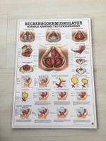 Lerntafel Beckenbodenmuskulatur, Beckenboden