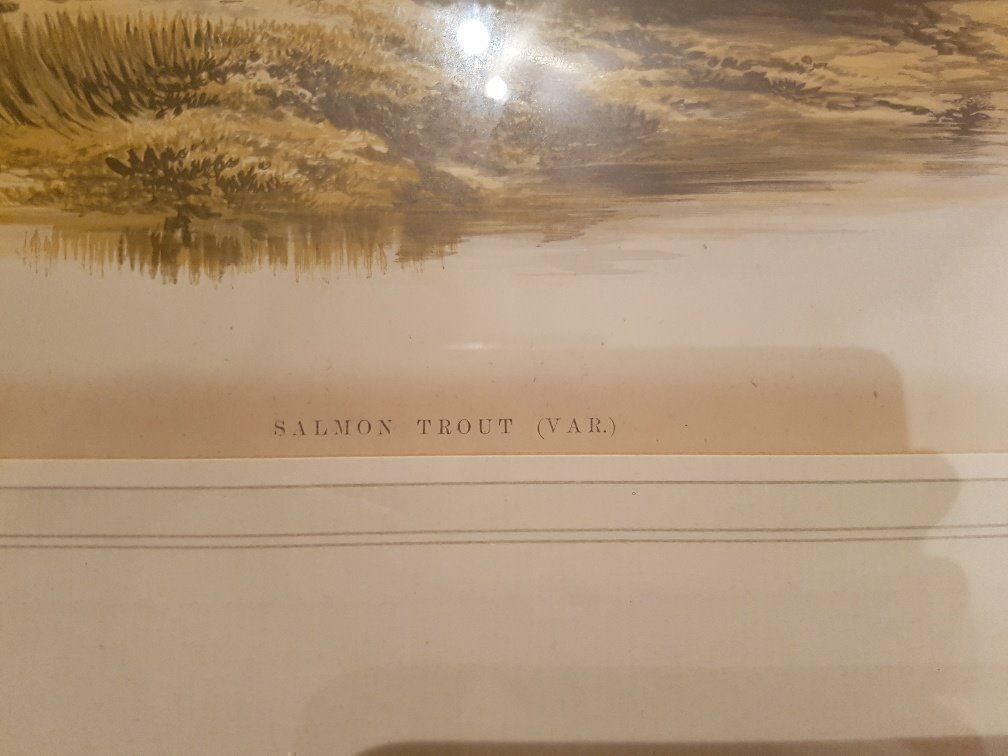 Foto & Immagini: Stich Salmon Trout – Nuovo (secondo la descrizione) da Gamprin-Bendern venduto da uk9487Liechtenstein 1