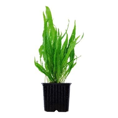 Piante & sementi: Aquarium Pflanzen Microsorum pteropus – Nuovo e nell'imballaggio originale da Dulliken venduto da miggu40