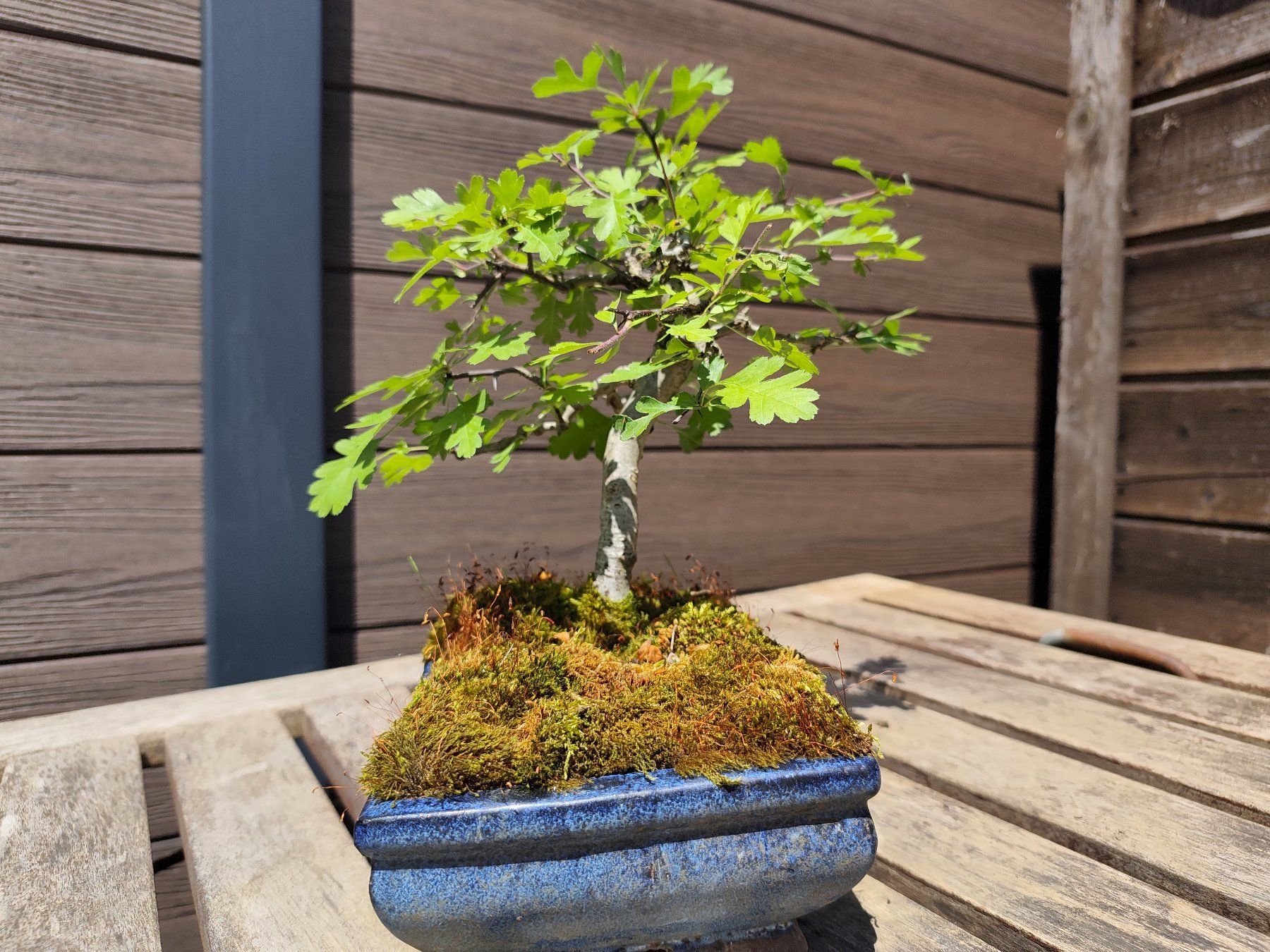 Piante & sementi: Bonsai Weissdorn – Usato da Oberwil BL venduto da suaku 5