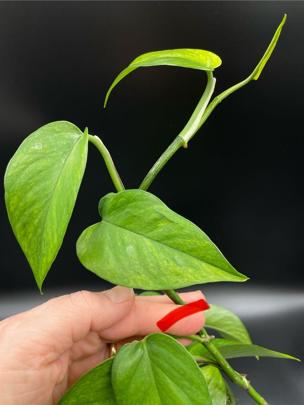 Piante & sementi: Epipremnum aureum 'Teruno Amazon' – Nuovo (secondo la descrizione) da Bühler venduto da googelibear 2