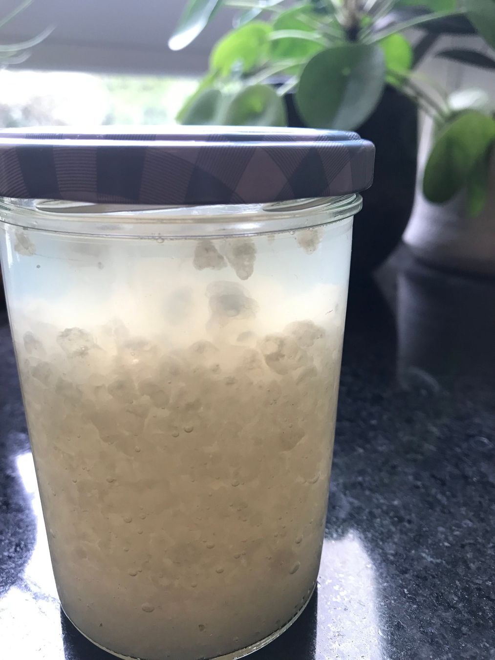 Lebensmittel & Spezialitäten: Bio Wasserkefir mit Anleitung – Neu (gemäss Beschreibung) aus Bern von streggae