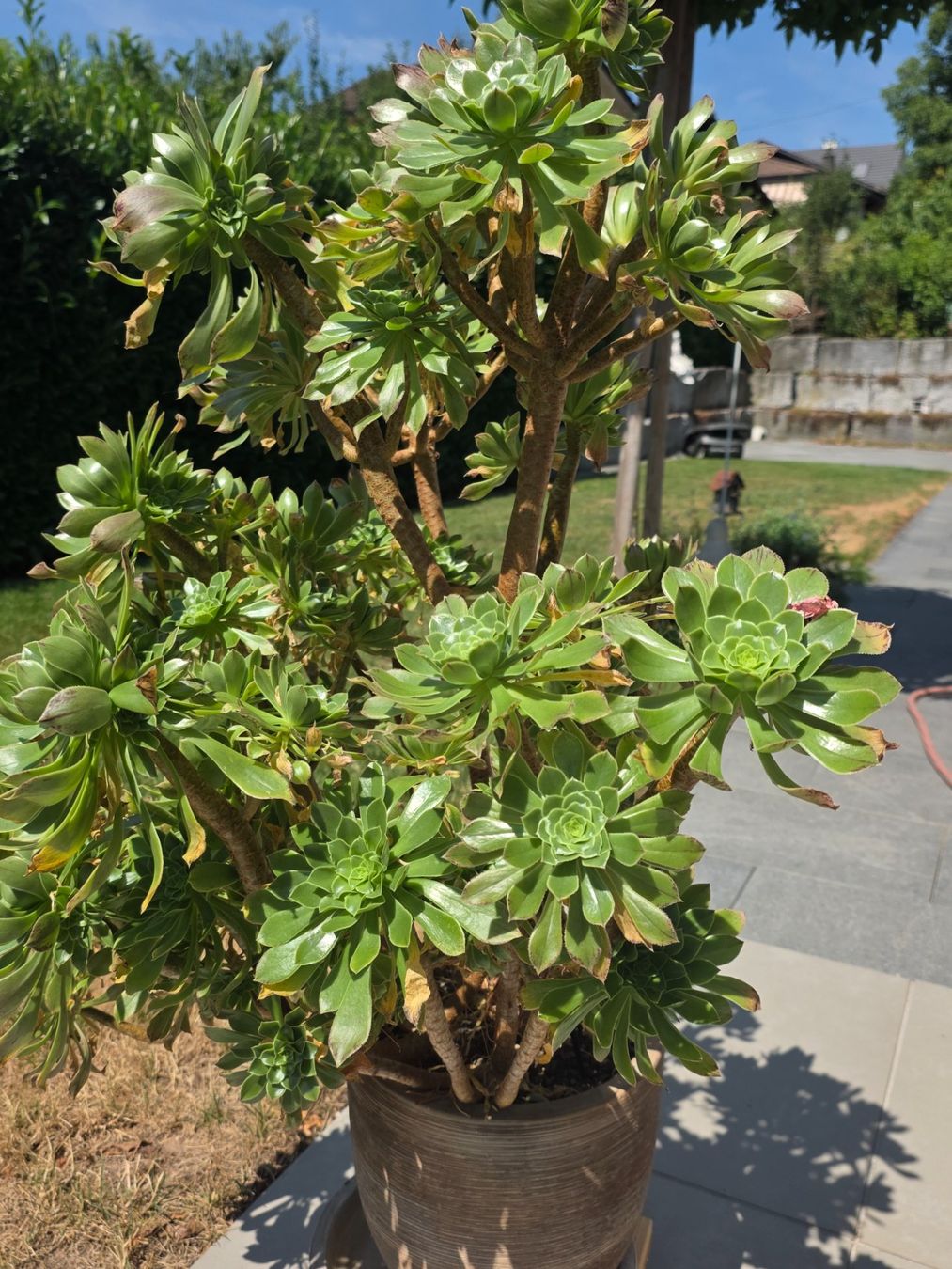 Plantes & graines: Rosettendickblatt (Aeonium glutinosum) – D'occasion à Kölliken par ambar