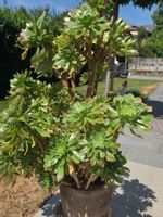 Rosettendickblatt (Aeonium glutinosum)