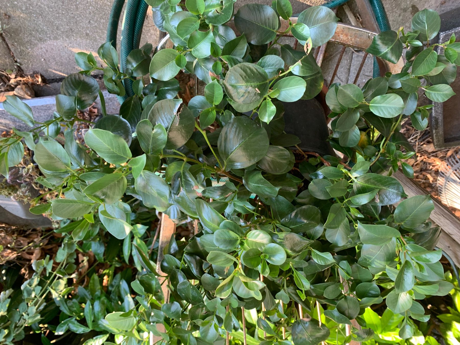 Piante & sementi: Mandevilla - Dipladenia / grosse Pflanze – Nuovo (secondo la descrizione) da Hinteregg venduto da ERFOLG78 9