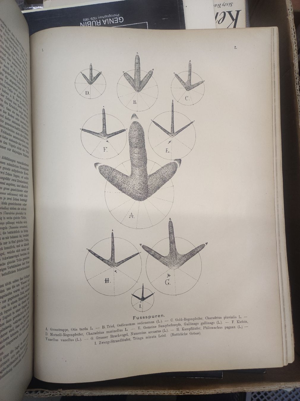 Bücher: ZOOLOGIE - ORNITHOLOGIE - NAUMANN – Gebraucht aus Goldach von Gaip 5