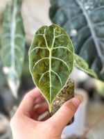 Alocasia Watsoniana Doff Pink (Top Cutting)