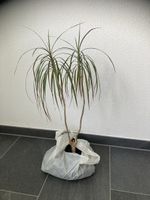 Zimmerpflanze zweistammig zu verkaufen