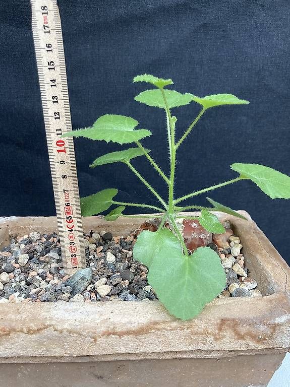 Piante & sementi: Caudex Dendrosicyos socotranus – Nuovo e nell'imballaggio originale da Liestal venduto da PrebenZwei 3