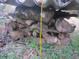 Brennholz Buche