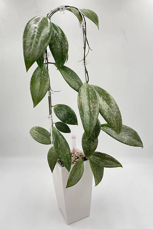 Piante & sementi: Hoya verticillata IML 1618 in Semihydro – Nuovo (secondo la descrizione) da Bühler venduto da googelibear 2
