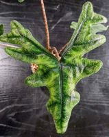 🤩 Alocasia Jacklyn Narrow – Seltene Zimmerpflanzen-Rarität
