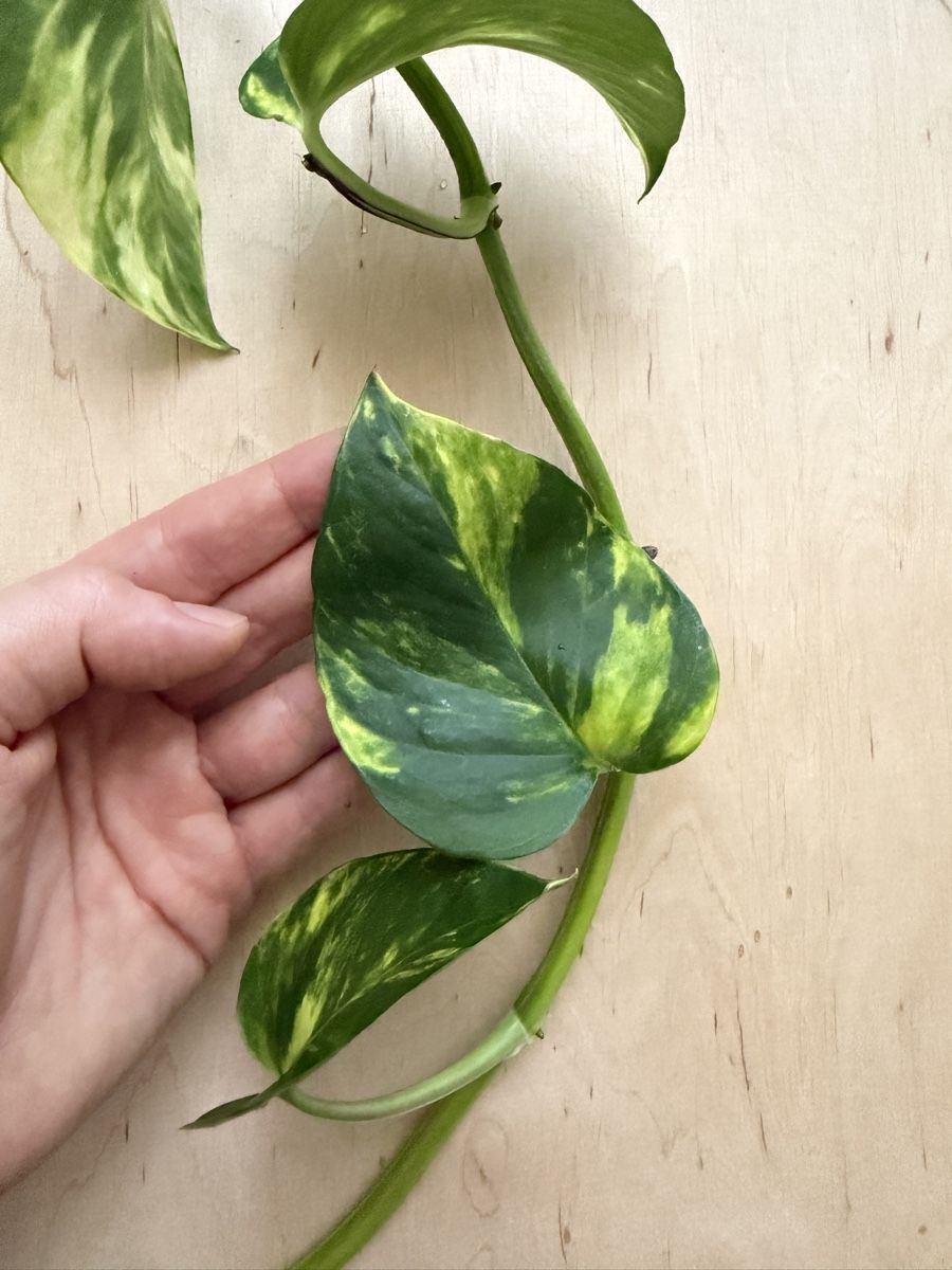 Plantes & graines: Efeutute Ranke (Epipremnum aureum) – D'occasion à Zürich par sha_m5hl 1