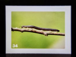 MIGROS MANIA Nature Detectives Nr. 34