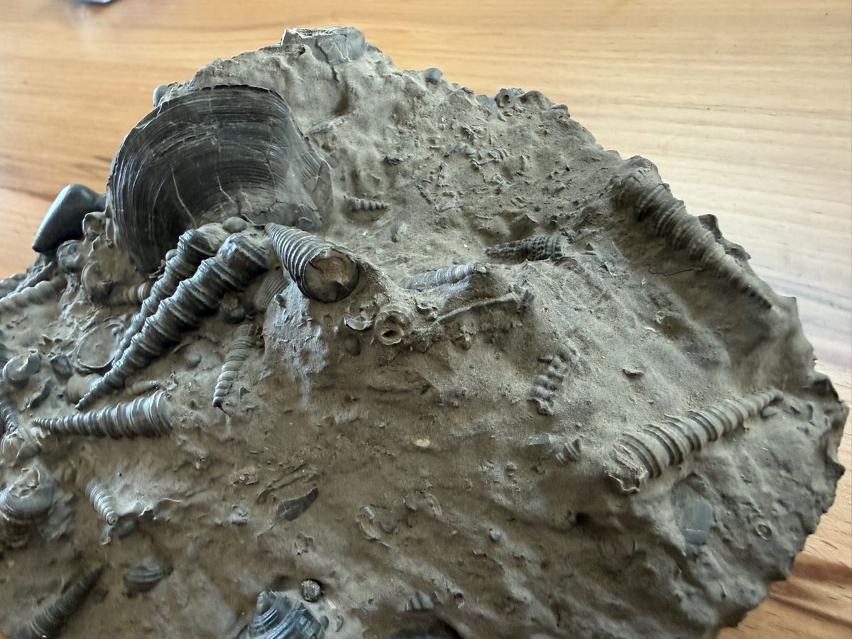 Fossili: Versteinerte Muschelplatte – Usato da Grenchen venduto da Bastet007 5
