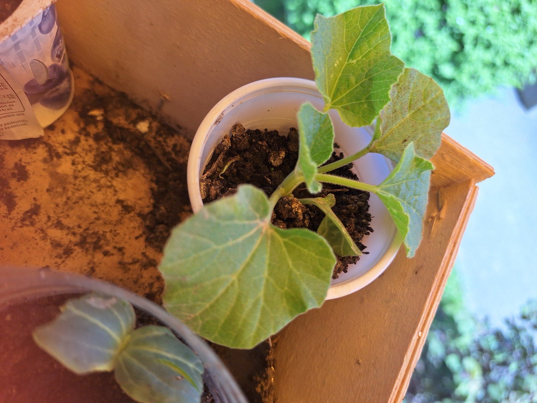 Piante & sementi: Plants variés tomates.courgettes.cardons – Nuovo e nell'imballaggio originale da Genève venduto da Cristin1 6