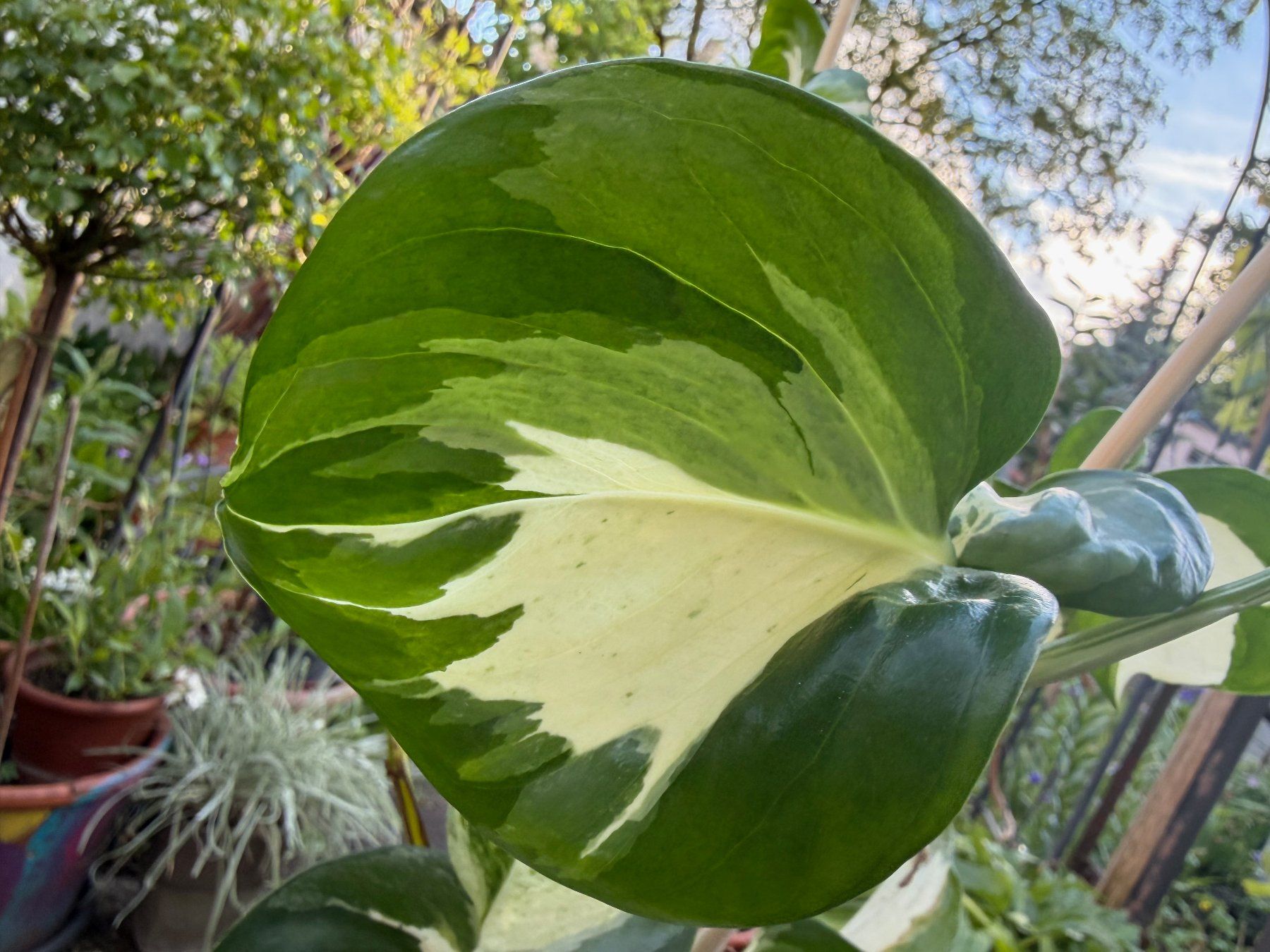 Piante & sementi: Efeutute Epipremnum Manjula - Happy Leaf, gr. Pflanze – Nuovo (secondo la descrizione) da Winterthur venduto da Aniger 4