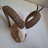 Mufflon  Schädel auf Holzknotz montiert