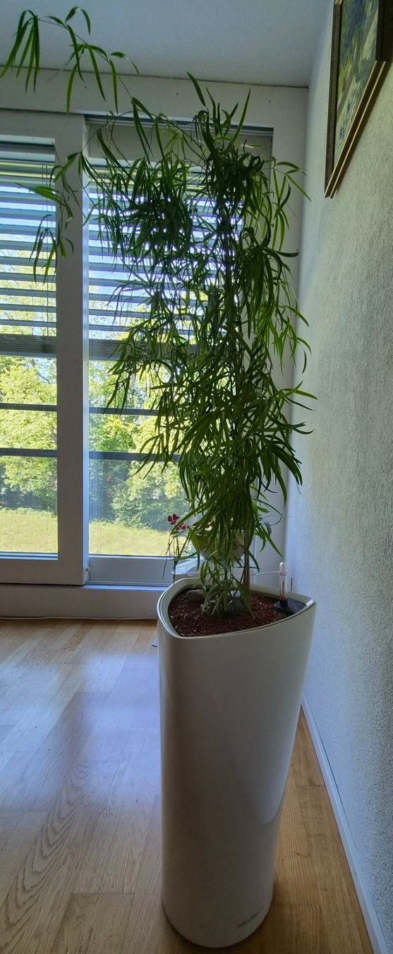 Lechuza Vasi per fiori: Zimmerpflanze + Lechuza Topf – Usato da Zurich venduto da vik_x7tq
