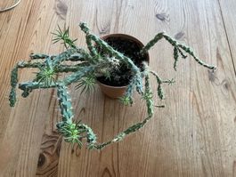 Austrocylindropuntia Kaktus