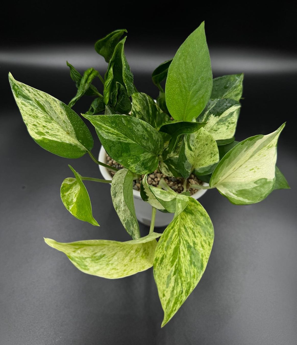Pflanzen & Samen: Epipremnum aureum, diverse Arten in Semihydro – Neu (gemäss Beschreibung) aus Bühler von googelibear