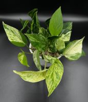 Epipremnum aureum, diverse Sorten in Semihydro