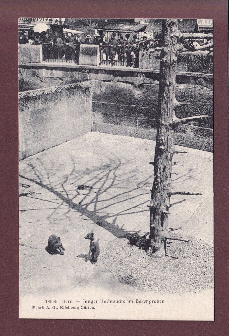 Cartoline postali: BERN - Bärengraben – Usato da Pully venduto da nicecards