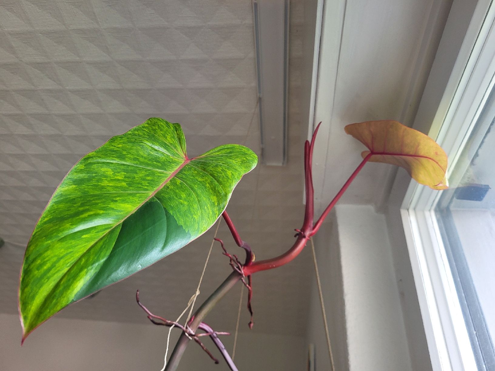 Steckling von Philodendron erubescens 'Red Emerald' (Neu (gemss  Beschreibung)) in Zrich fr CHF 29  nur Abholung auf Ricardo kaufen