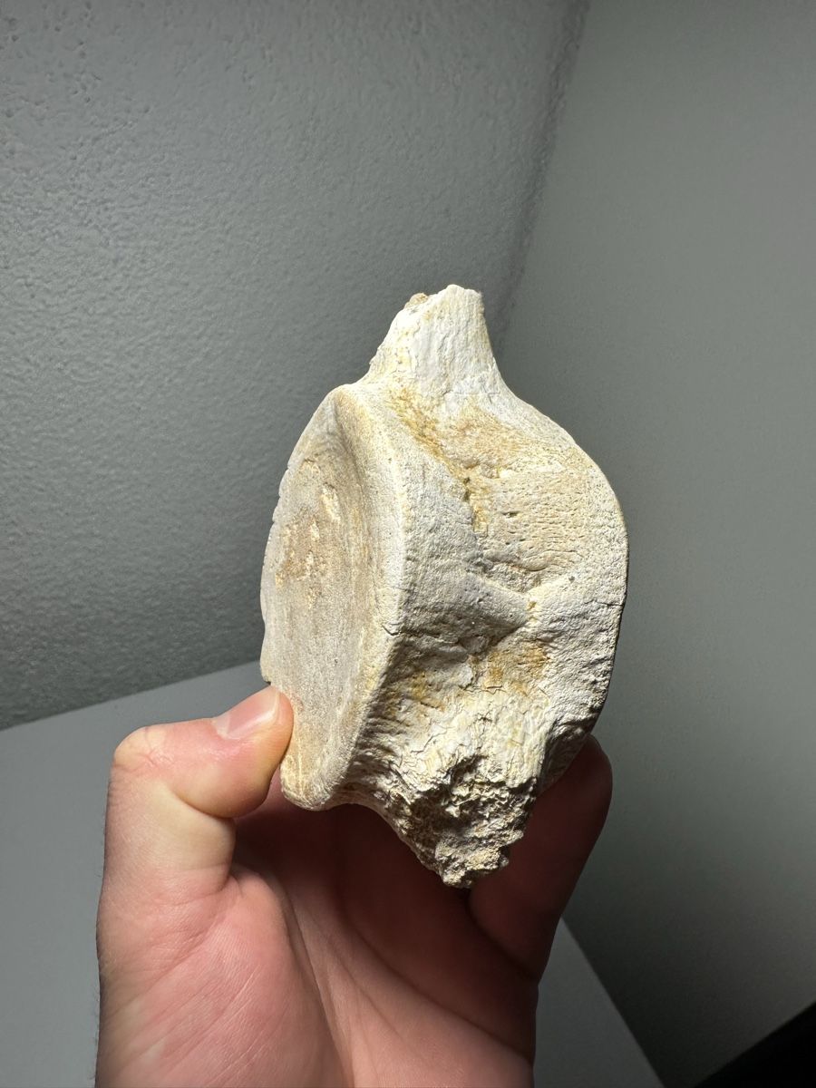 Fossili: Grosser fossiler Plesiosaurus Wirbelknochen – Usato da Lutzenberg venduto da CS65 8