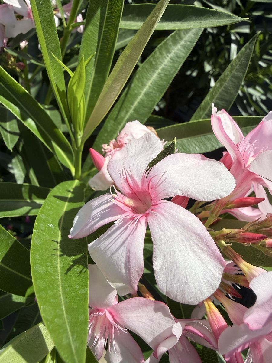 Piante & sementi: Oleander Jungpflanze, Virginie Rarität – Usato da Gipf-Oberfrick venduto da zaruscha 3